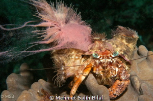 Helmet anemone crab during its coral spawning. Very rare ... by Mehmet Salih Bilal 